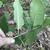 Underside of leaf