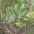 Form with pinkish stem & opposite oval shaped green leaves