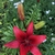 Red, trumpet-shaped flower. Foliage in the background.