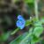 Asiatic dayflower (Commelina communis)