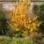 Young tree with golden yellow fall foliage.