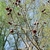Bare stems with pendulous dark red flowers.