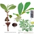 Illustration of all the details of this species.