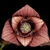 Internal view of maroon, trimerous flower making lots of pollen