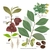 Illustration of all the details of this species.