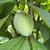 Green fruit on leafy branches. Fruit is smooth and ovoid.