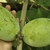 Hand cradling one of a pair of green, smooth fruit.