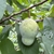 Green fruit on leafy branches. Fruit is smooth and ovoid.