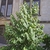 Young tree with candelabra branching & 2-ranked leaves