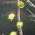 Bare stems with green flowers that are open in bud