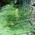 Asparagus in raised bed