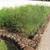 Asparagus Bed