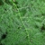 Asparagus setaceus frond