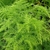Asparagus setaceus habit