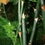 Asparagus setaceus stem