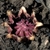 Flower of A. elatior