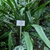 Form of A. longifolia