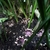 Flowers of A. lurida