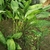 Spotted leaves of A. sichuanensis