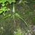 Fern with lanceolate fronds. The attenuated tip is striking.