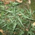 A group of plants with narrow, lanceolate fronds.