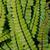 Asplenium trichomanes