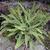 Asplenium trichomanes