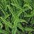 Asplenium trichomanes