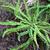 Asplenium trichomanes