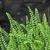 Asplenium trichomanes