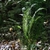 Plant Form - Halifax Co., NC