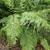 Asplenium bulbiferum