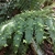 frond with small plants growing from it.