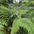 Asplenium bulbiferum