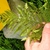 frond with small plants growing from it.