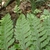 frond with small plants growing from it.