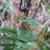 Asplenium platyneuron