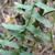Asplenium platyneuron