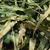 Foliage of fern with simple, lanceolate fronds.
