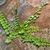 Asplenium trichomanes