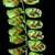 Asplenium trichomanes sori