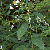 Form
