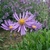 A. alpinus flower. Native to mountains of Europe