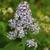 Symphyotrichum cordifolium