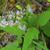 Symphyotrichum cordifolium
