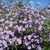 Form in bloom