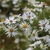 Late season flowers cover the plant.