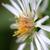 Aster pilosus