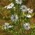 Flowers and Leaves