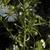 Aster pilosus